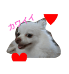 犬のモコちゃん（個別スタンプ：10）