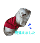 犬のモコちゃん（個別スタンプ：13）
