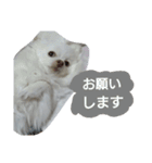 犬のモコちゃん（個別スタンプ：14）