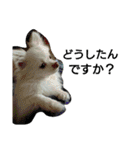 犬のモコちゃん（個別スタンプ：18）