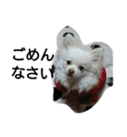 犬のモコちゃん（個別スタンプ：19）