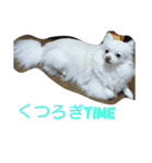 犬のモコちゃん（個別スタンプ：20）
