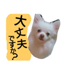 犬のモコちゃん（個別スタンプ：22）