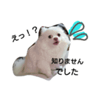 犬のモコちゃん（個別スタンプ：23）