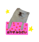 犬のモコちゃん（個別スタンプ：24）