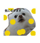 犬のモコちゃん（個別スタンプ：31）