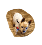 OTTO Yorkshire Terrier おっくん（個別スタンプ：6）