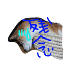 shibainu's stamp（個別スタンプ：3）