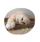 ルナスタンプ（個別スタンプ：3）