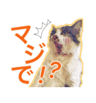 猫のみぃさん（個別スタンプ：2）
