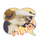 猫のみぃさん（個別スタンプ：3）
