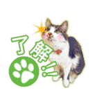 猫のみぃさん（個別スタンプ：4）