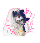 猫のみぃさん（個別スタンプ：5）