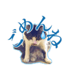 猫のみぃさん（個別スタンプ：6）