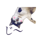 猫のみぃさん（個別スタンプ：7）