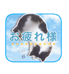 猫のみぃさん（個別スタンプ：8）