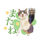 猫のみぃさん（個別スタンプ：10）