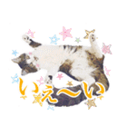 猫のみぃさん（個別スタンプ：13）