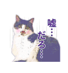 猫のみぃさん（個別スタンプ：16）