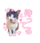 猫のみぃさん（個別スタンプ：18）
