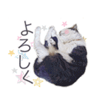 猫のみぃさん（個別スタンプ：19）
