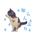 猫のみぃさん（個別スタンプ：20）