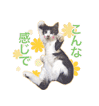 猫のみぃさん（個別スタンプ：21）