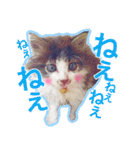 猫のみぃさん（個別スタンプ：25）