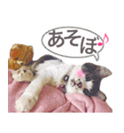 猫のみぃさん（個別スタンプ：26）