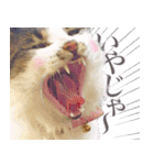 猫のみぃさん（個別スタンプ：28）