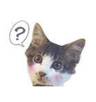 猫のみぃさん（個別スタンプ：29）