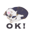 猫のみぃさん（個別スタンプ：30）