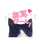 猫のみぃさん（個別スタンプ：31）