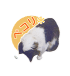 猫のみぃさん（個別スタンプ：32）