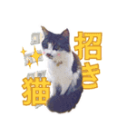 猫のみぃさん（個別スタンプ：33）
