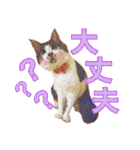 猫のみぃさん（個別スタンプ：34）