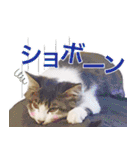 猫のみぃさん（個別スタンプ：35）
