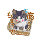 猫のみぃさん（個別スタンプ：36）