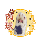 猫のみぃさん（個別スタンプ：37）