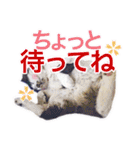 猫のみぃさん（個別スタンプ：38）