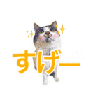 猫のみぃさん（個別スタンプ：39）