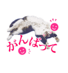 猫のみぃさん（個別スタンプ：40）