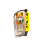 大和田家の柴犬のぺロ〜日常〜編（個別スタンプ：4）