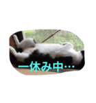 福ちゃんの日常（個別スタンプ：3）