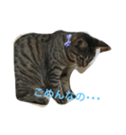 にゃんアリス（個別スタンプ：9）
