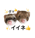 I LOVE FERRET 5 フェレット（個別スタンプ：2）