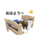 I LOVE FERRET 5 フェレット（個別スタンプ：3）