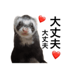 I LOVE FERRET 5 フェレット（個別スタンプ：5）