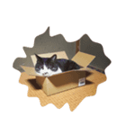 てらしま家の猫（個別スタンプ：1）