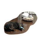 てらしま家の猫（個別スタンプ：5）